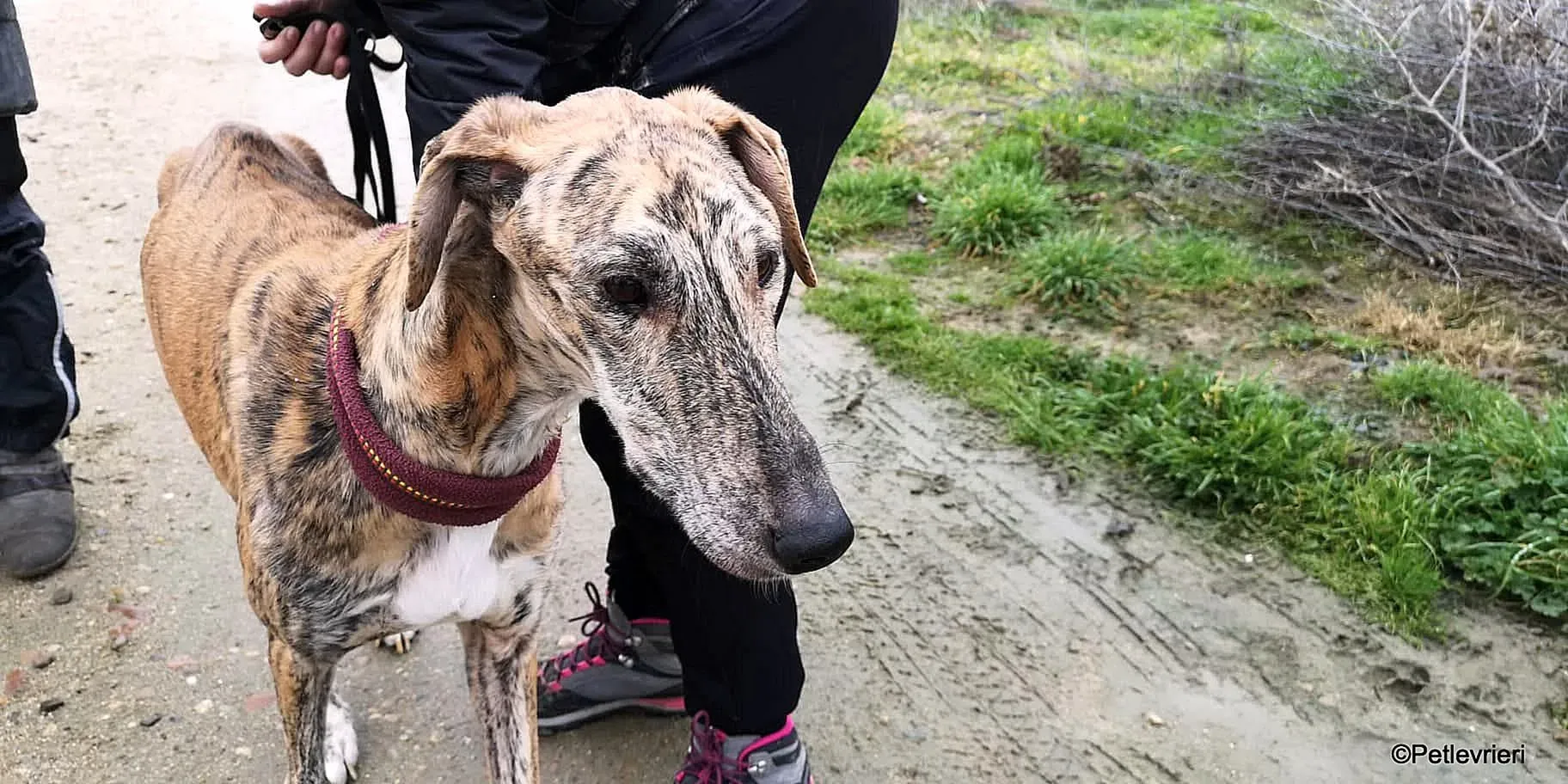 Yago adozione levrieri galgo 06