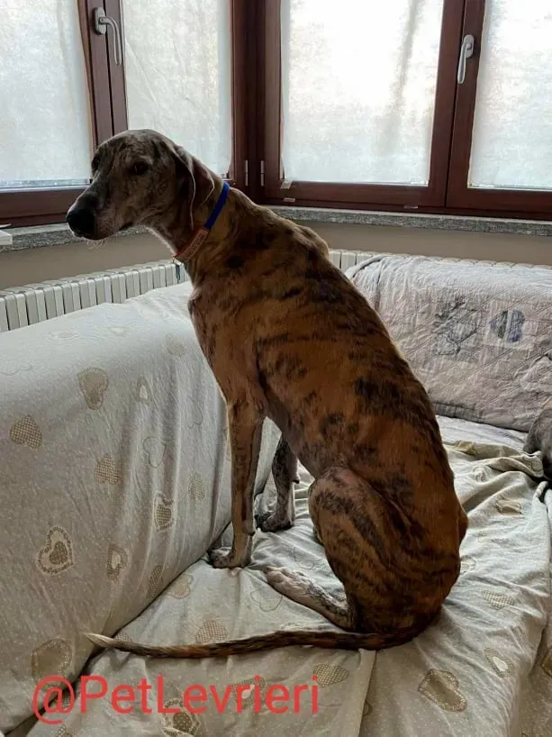 Yago adozione levrieri galgo 30