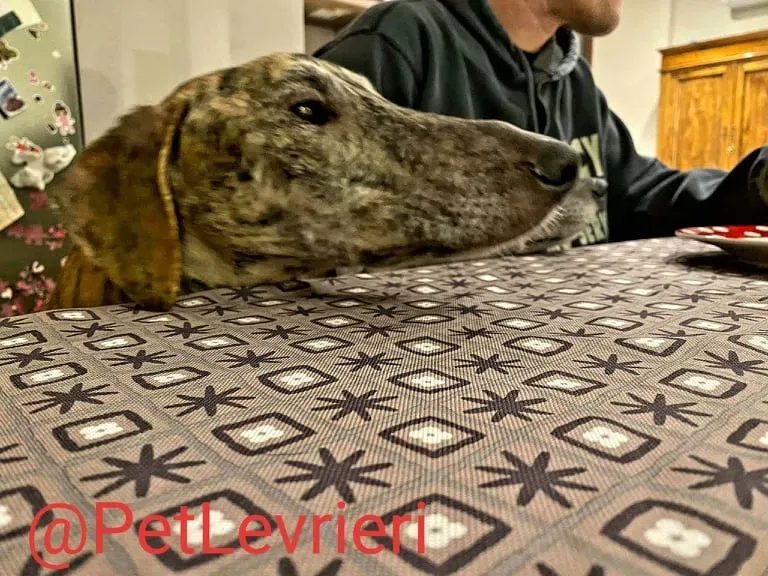 Yago adozione levrieri galgo 31