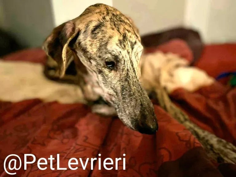 Yago adozione levrieri galgo 32