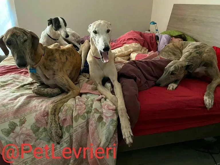 Yago adozione levrieri galgo 33