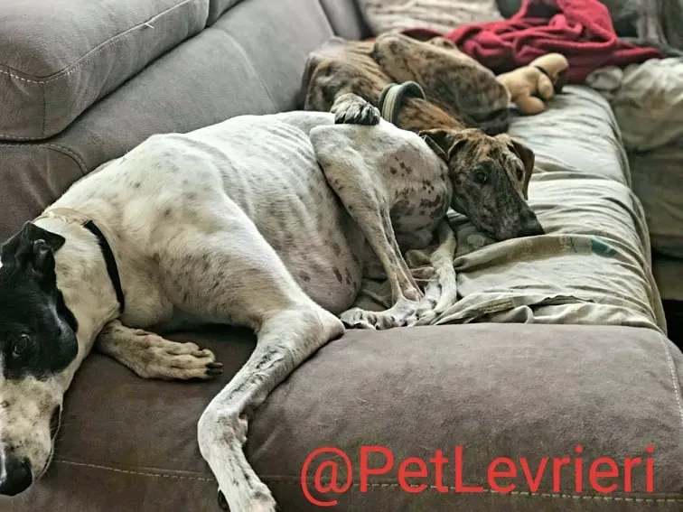 Yago adozione levrieri galgo 34