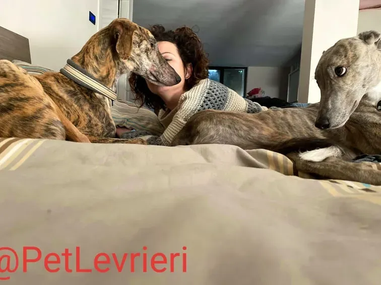 Yago adozione levrieri galgo 35