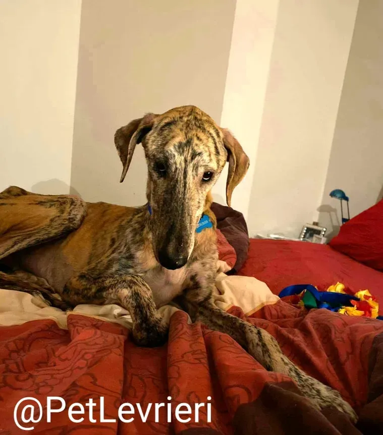 Yago adozione levrieri galgo 36