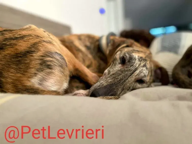 Yago adozione levrieri galgo 37