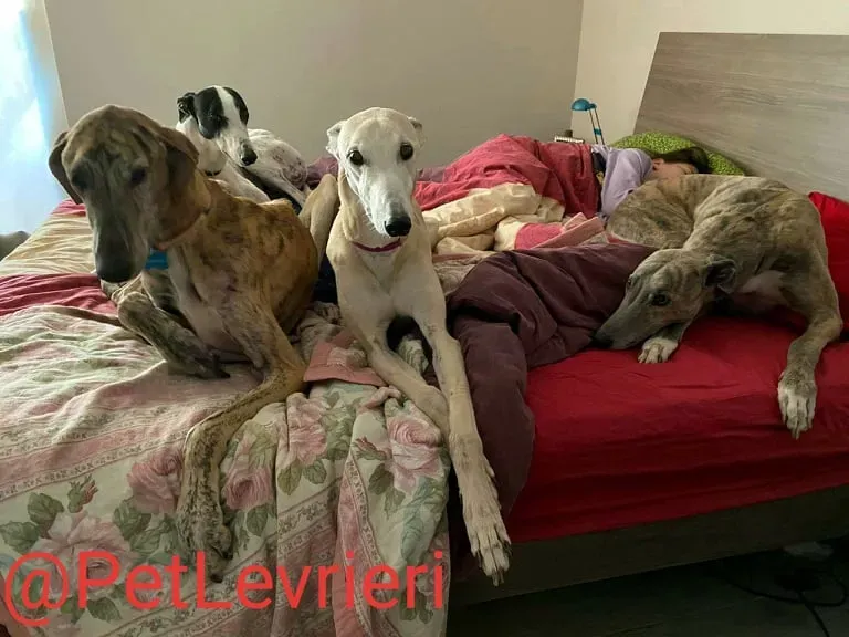 Yago adozione levrieri galgo 38