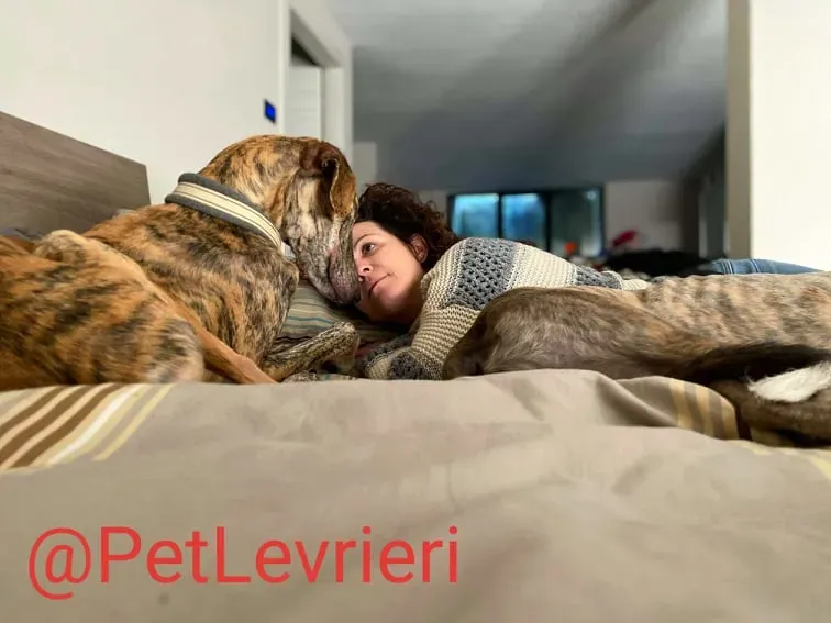 Yago adozione levrieri galgo 39