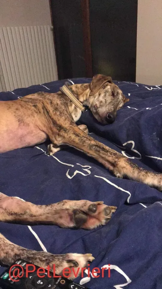 Yago adozione levrieri galgo 40