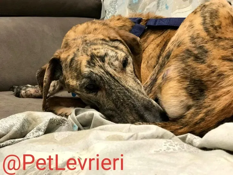 Yago adozione levrieri galgo 41