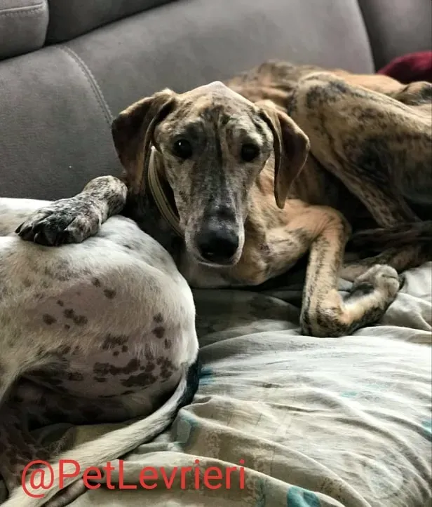 Yago adozione levrieri galgo 42