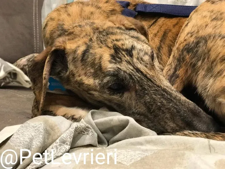 Yago adozione levrieri galgo 43