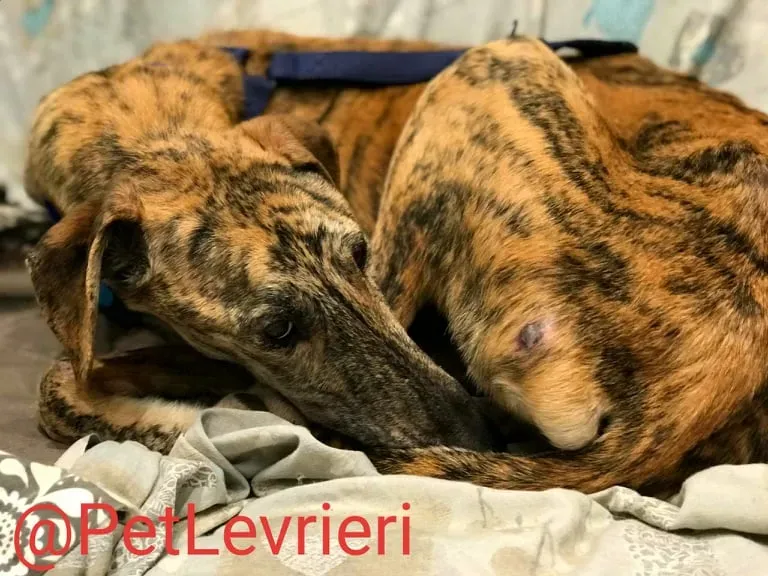 Yago adozione levrieri galgo 44