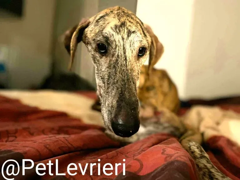 Yago adozione levrieri galgo 45