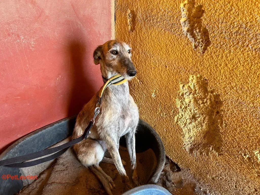 Yamila adozione galgo pet levrieri onlus 1