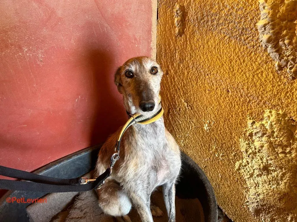 Yamila adozione galgo pet levrieri onlus 2