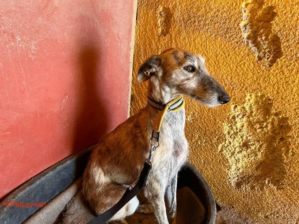 Yamila adozione galgo pet levrieri onlus 3