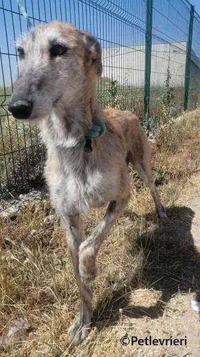 Yamila galgo adozione pet levrieri onlus 1