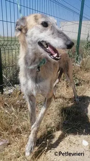 Yamila galgo adozione pet levrieri onlus 2