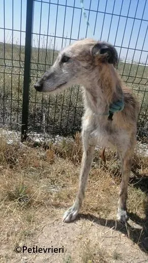 Yamila galgo adozione pet levrieri onlus 3