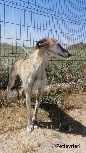 Yamila galgo adozione pet levrieri onlus 4