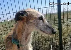 Yamila galgo adozione pet levrieri onlus 5 1