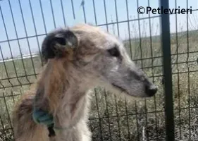 Yamila galgo adozione pet levrieri onlus 5
