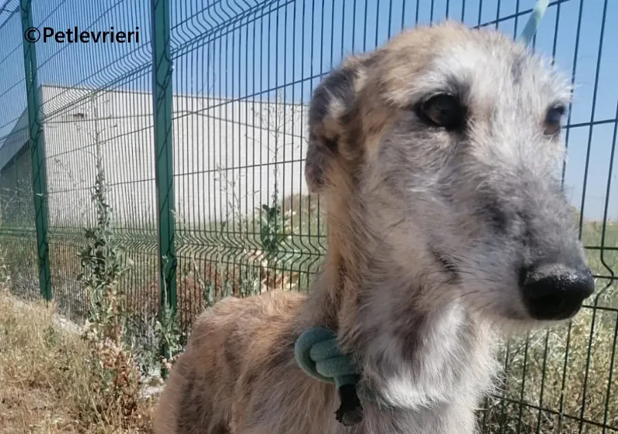 Yamila galgo adozione pet levrieri onlus 6