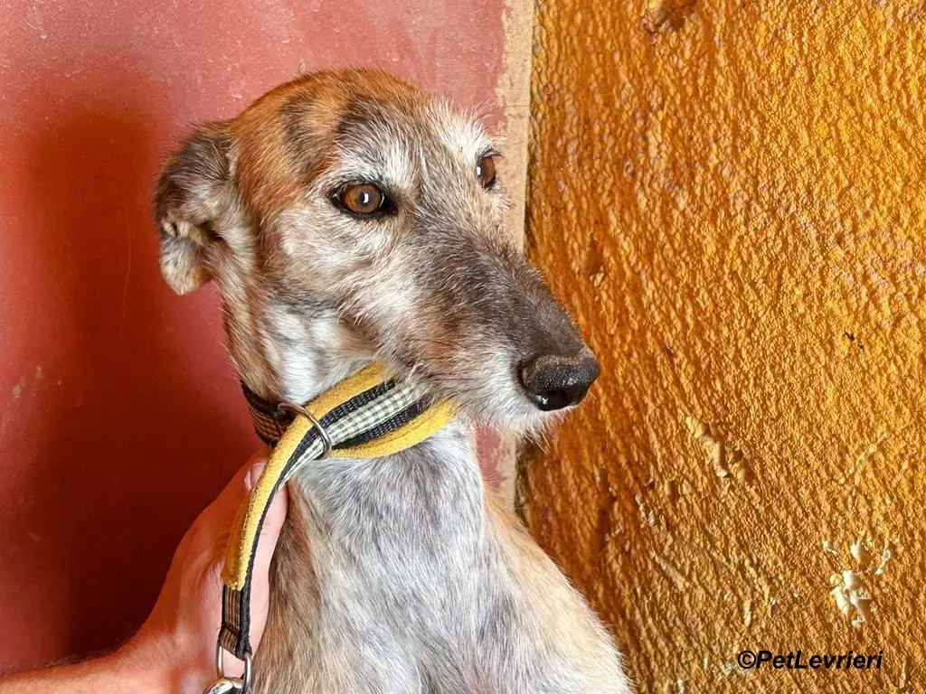 Yamila galgo adozione pet levrieri onlus 7