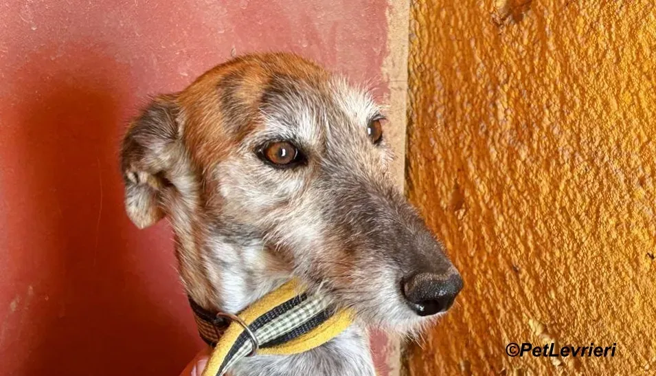Yamila galgo adozione pet levrieri onlus 8