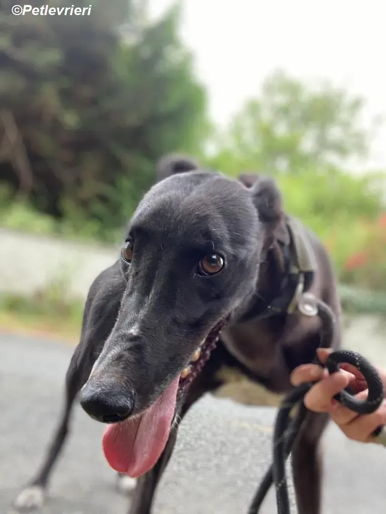 Yara adozione levrieri greyhound 1