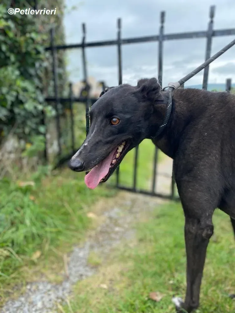 Yara adozione levrieri greyhound 2
