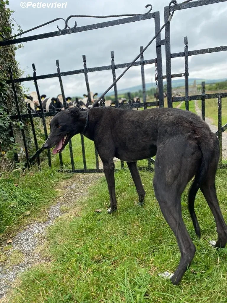 Yara adozione levrieri greyhound 3