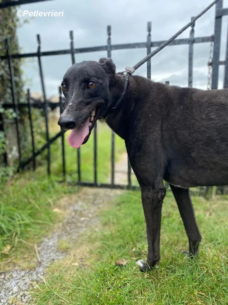 Yara adozione levrieri greyhound 4