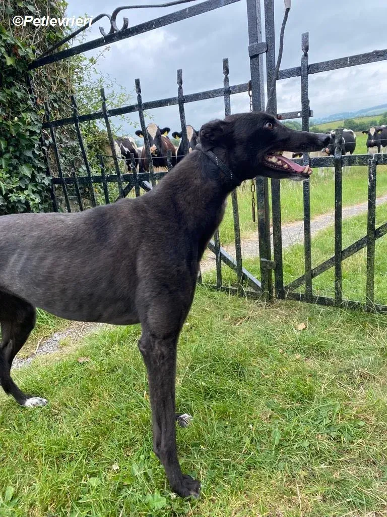 Yara adozione levrieri greyhound 5