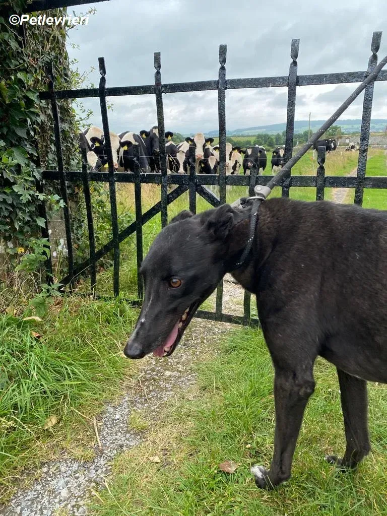 Yara adozione levrieri greyhound 6