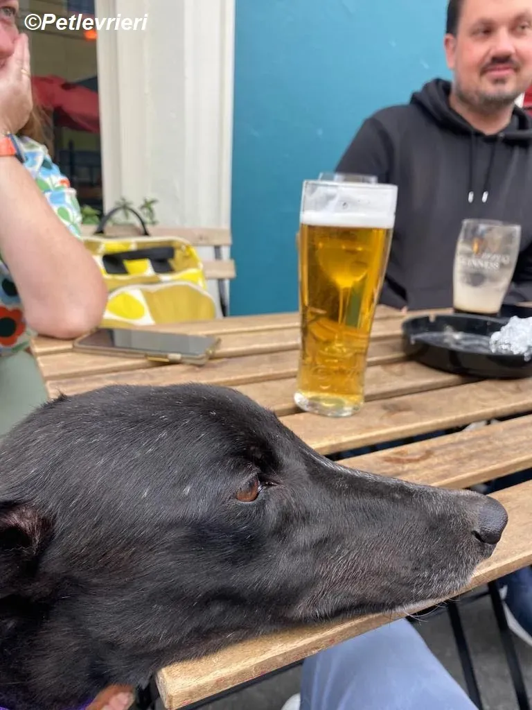 Yara adozione levrieri greyhound 7