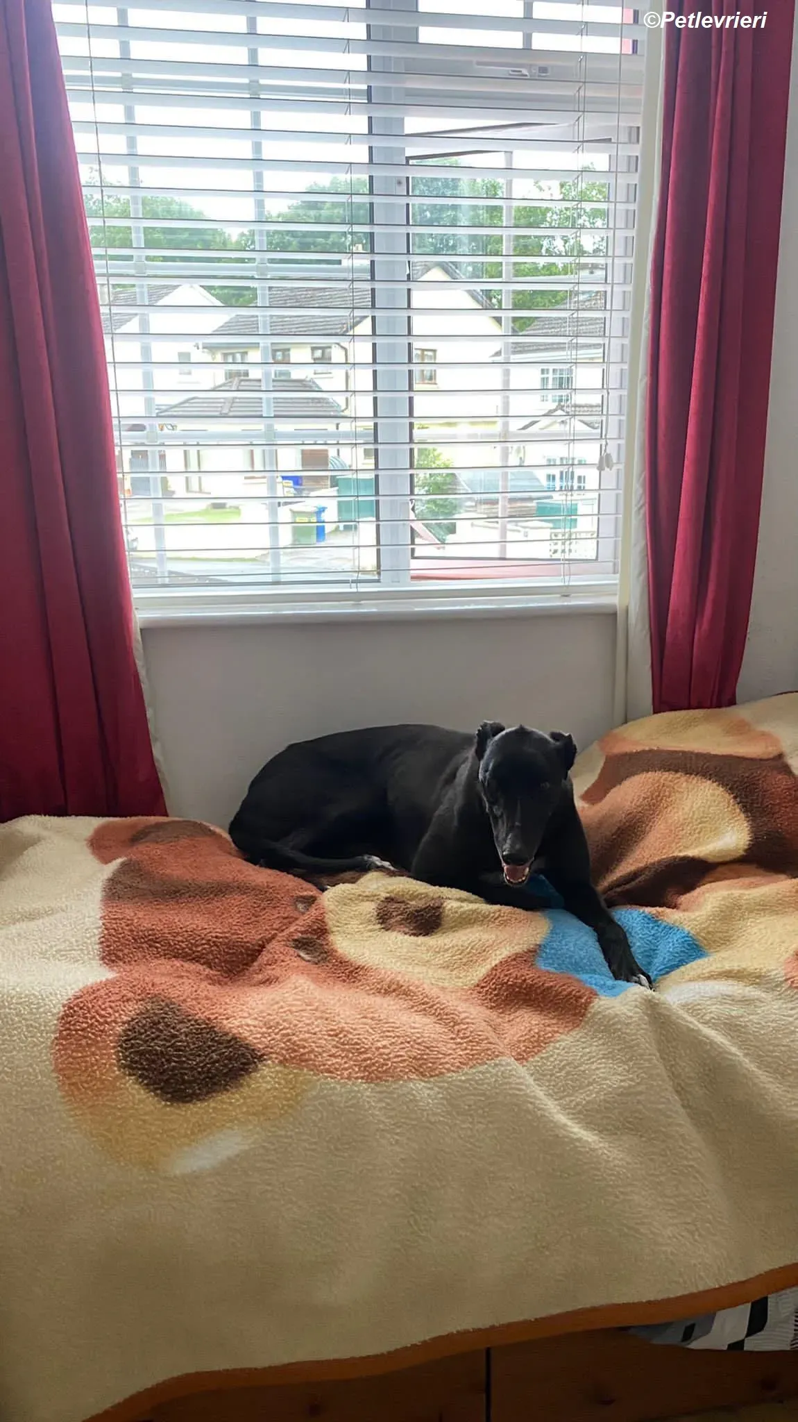 Yara adozione levrieri greyhound 8