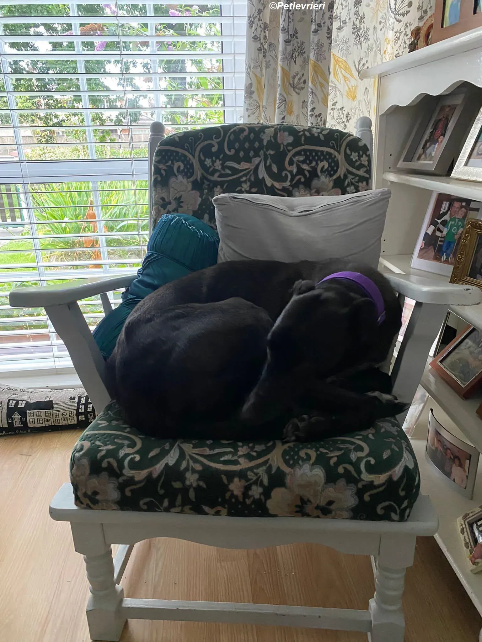 Yara adozione levrieri greyhound 9