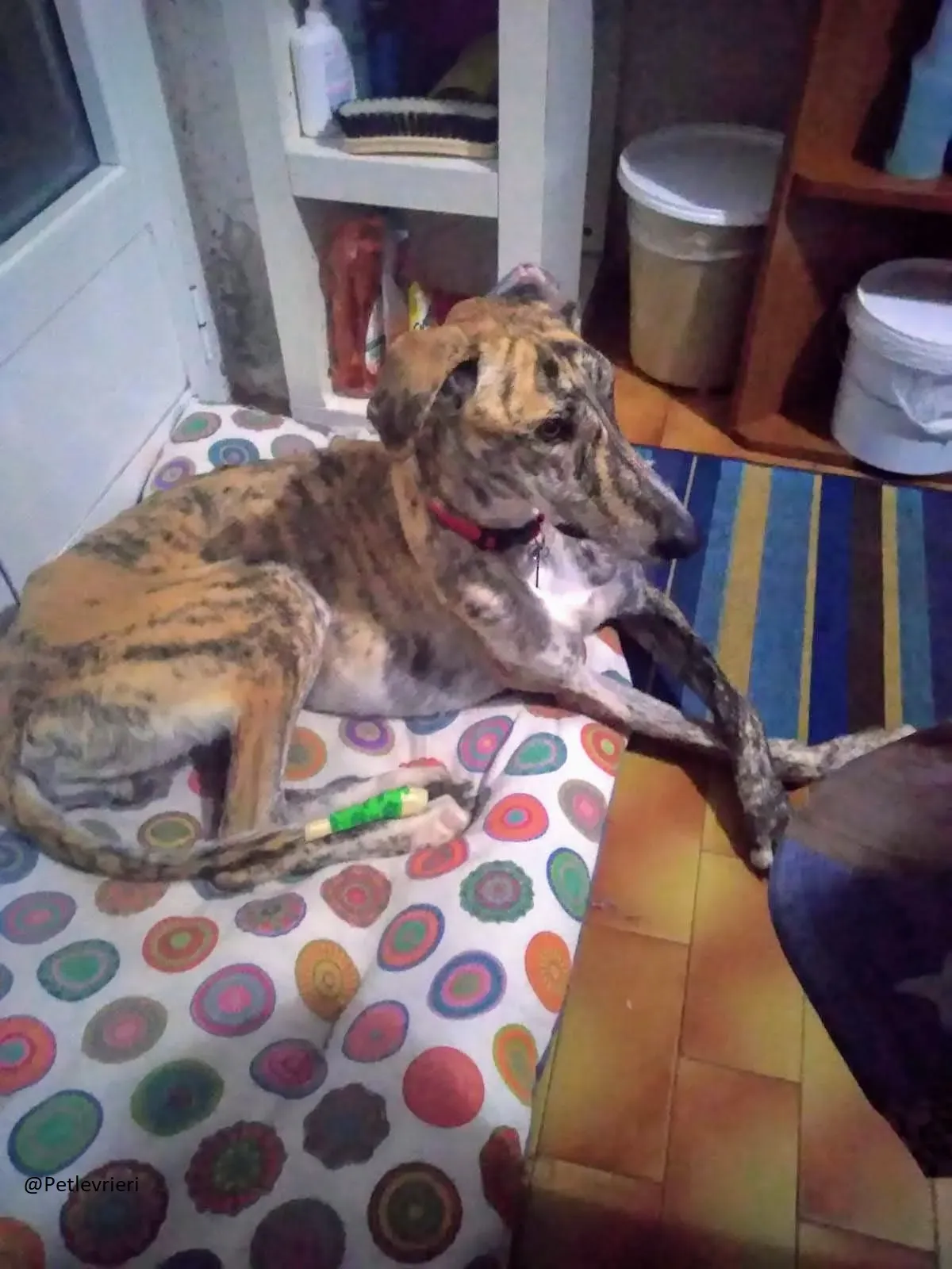 Yasi Galgo Foster Progetto Foster