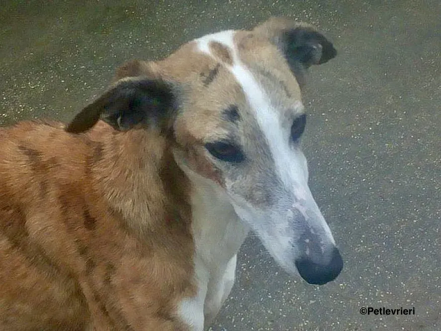 Yasmin adozione levrieri galgo 1