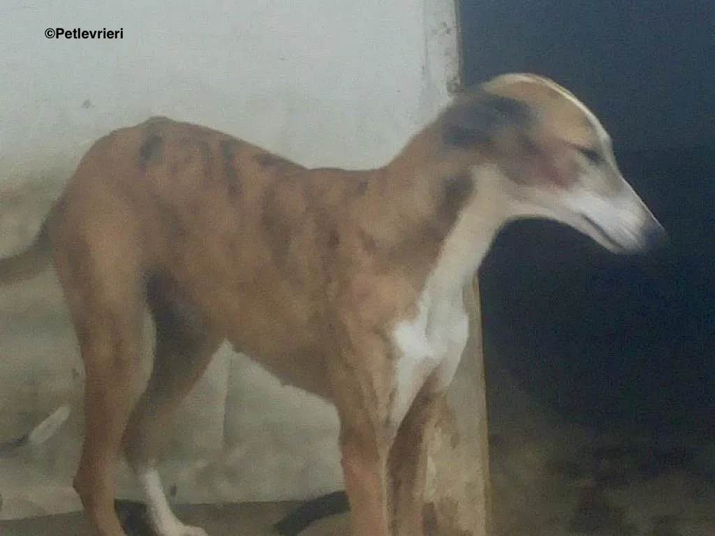 Yasmin adozione levrieri galgo 2