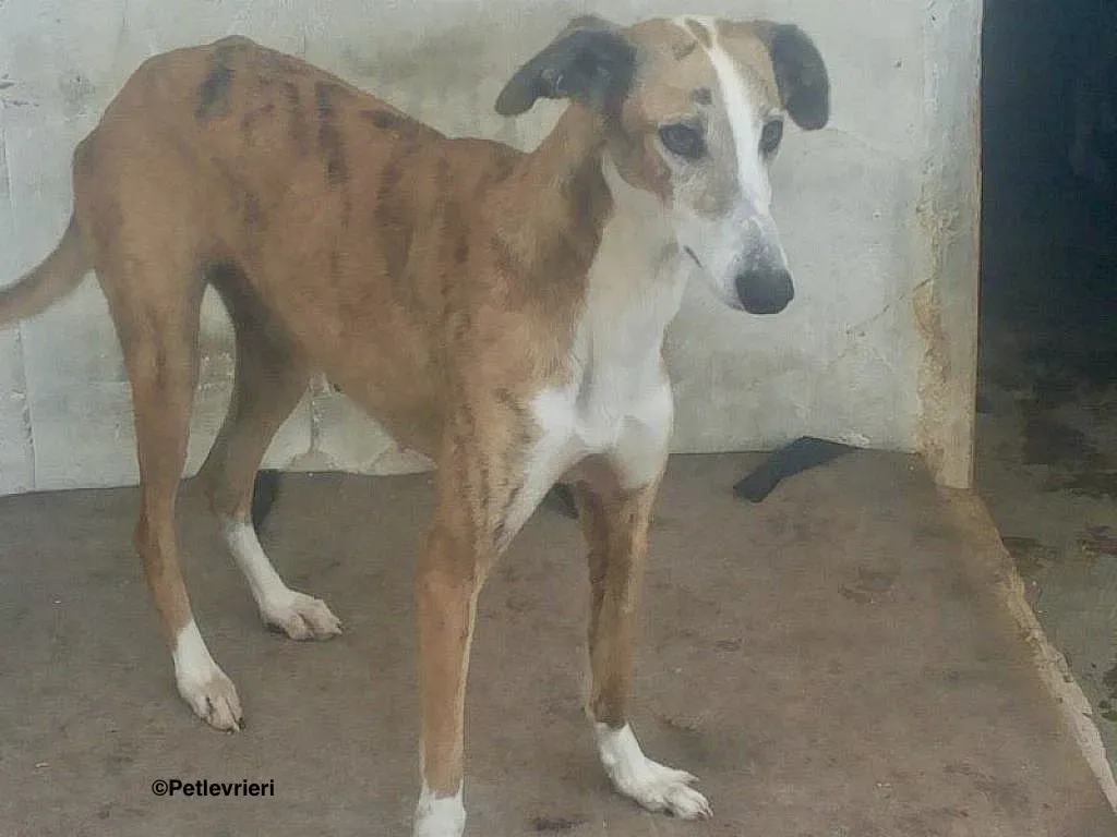 Yasmin adozione levrieri galgo 3