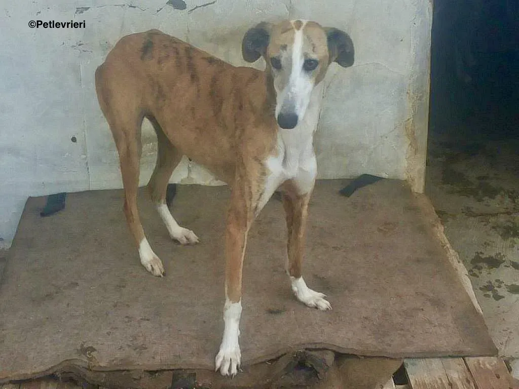 Yasmin adozione levrieri galgo 4
