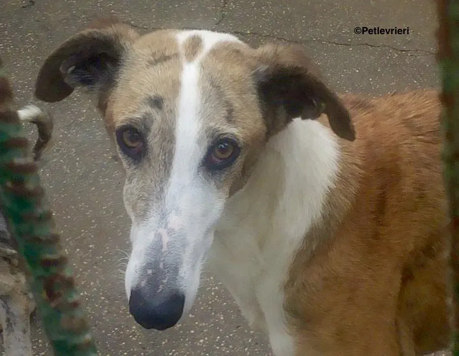 Yasmin adozione levrieri galgo 5