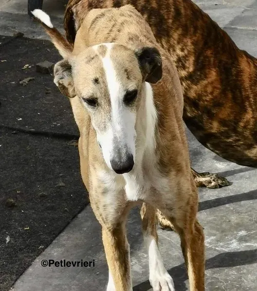 Yasmin adozione levrieri galgo 6