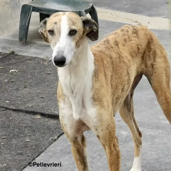 Yasmin adozione levrieri galgo 7