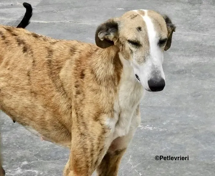 Yasmin adozione levrieri galgo 8