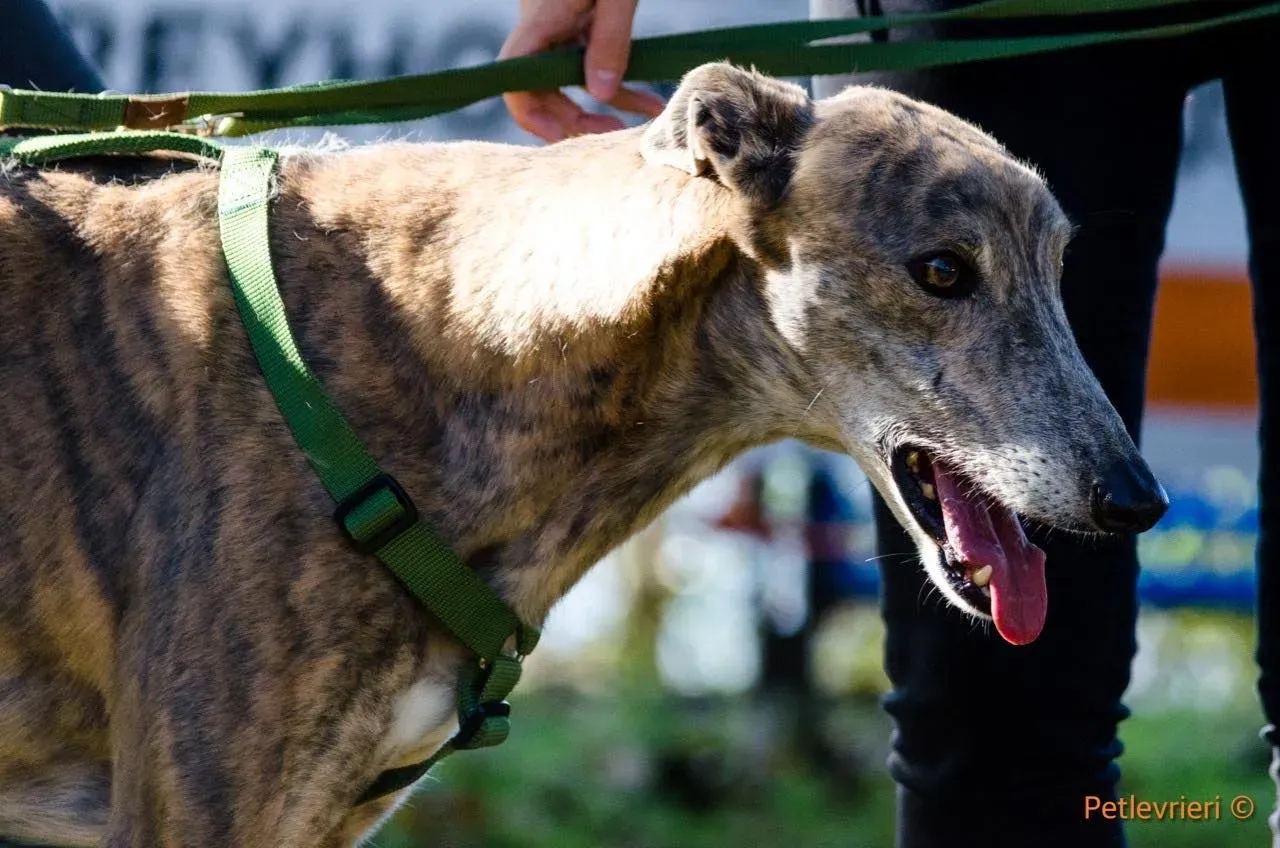 Yatecomo Duke adozione levrieri galgo 00