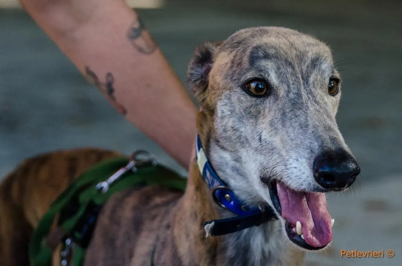 Yatecomo Duke adozione levrieri galgo 01