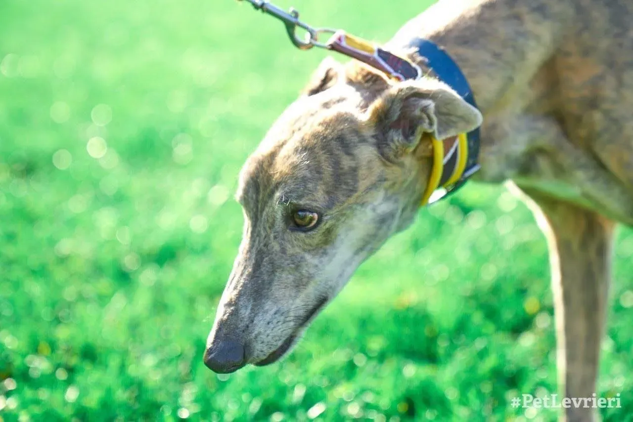 Yatecomo Duke adozione levrieri galgo 02